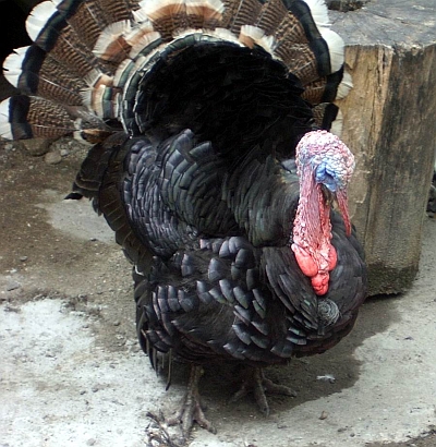 turkey1 (185K)
