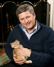 Harper's Kitten